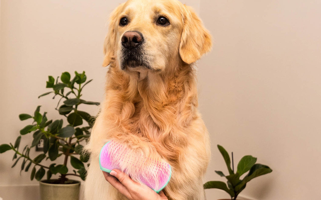 A Beginner's Guide to Choosing the Right Brush for Grooming Your Dog