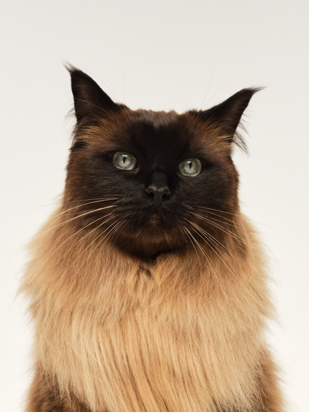 Cat Breed & Brush Guide