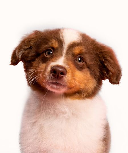 How To Groom Your Pet
