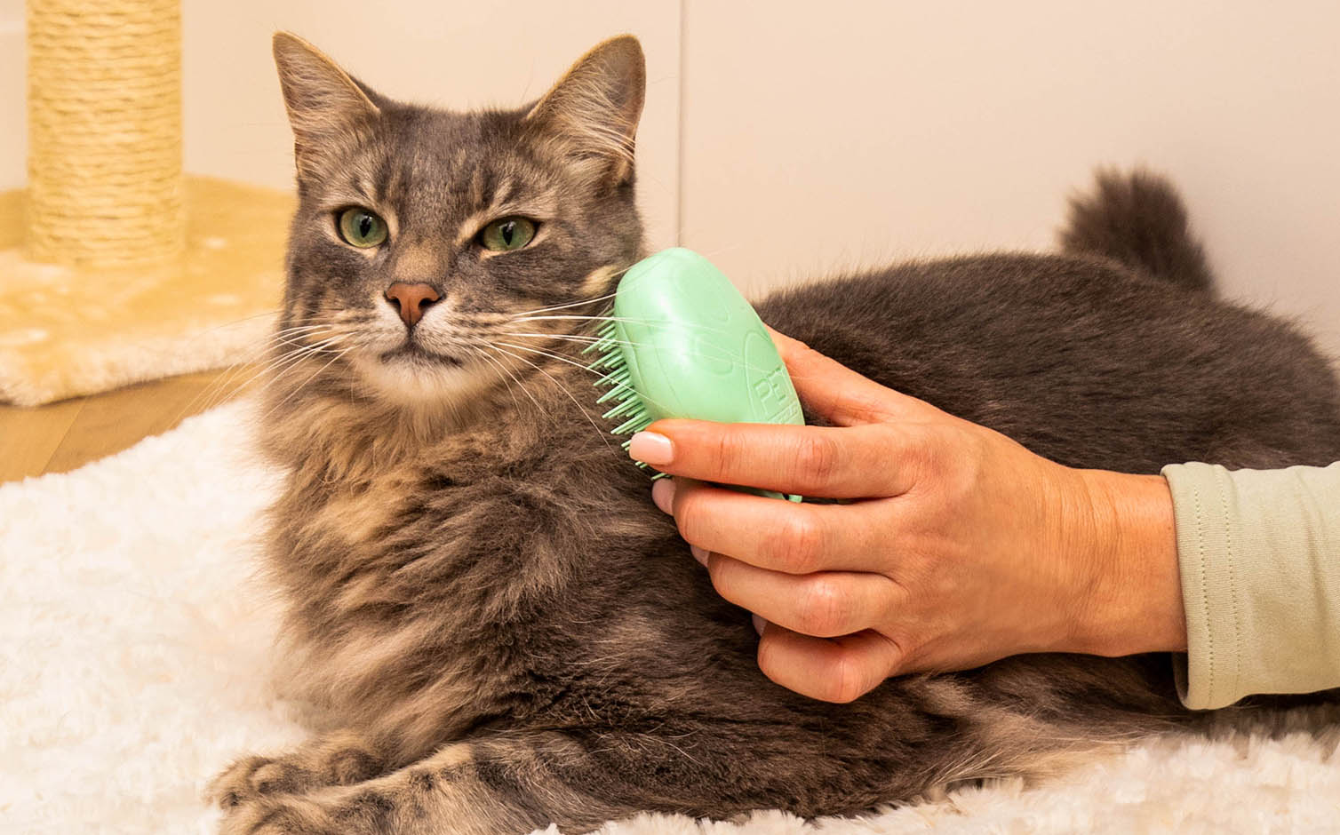 Pet Inspiration Discover Tangle Teezer