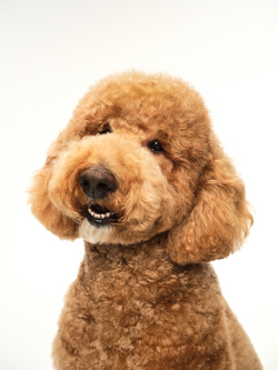 Dog Breed & Brush Guide