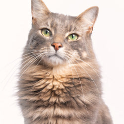 Cat Breed & Brush Guide