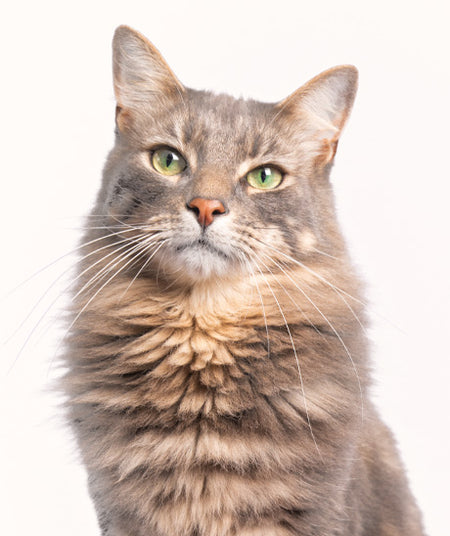 Cat Breed & Brush Guide