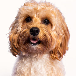 Dog Breed & Brush Guide