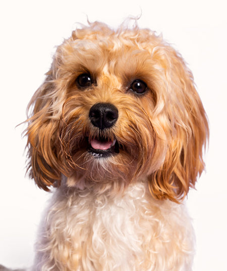 Dog Breed & Brush Guide